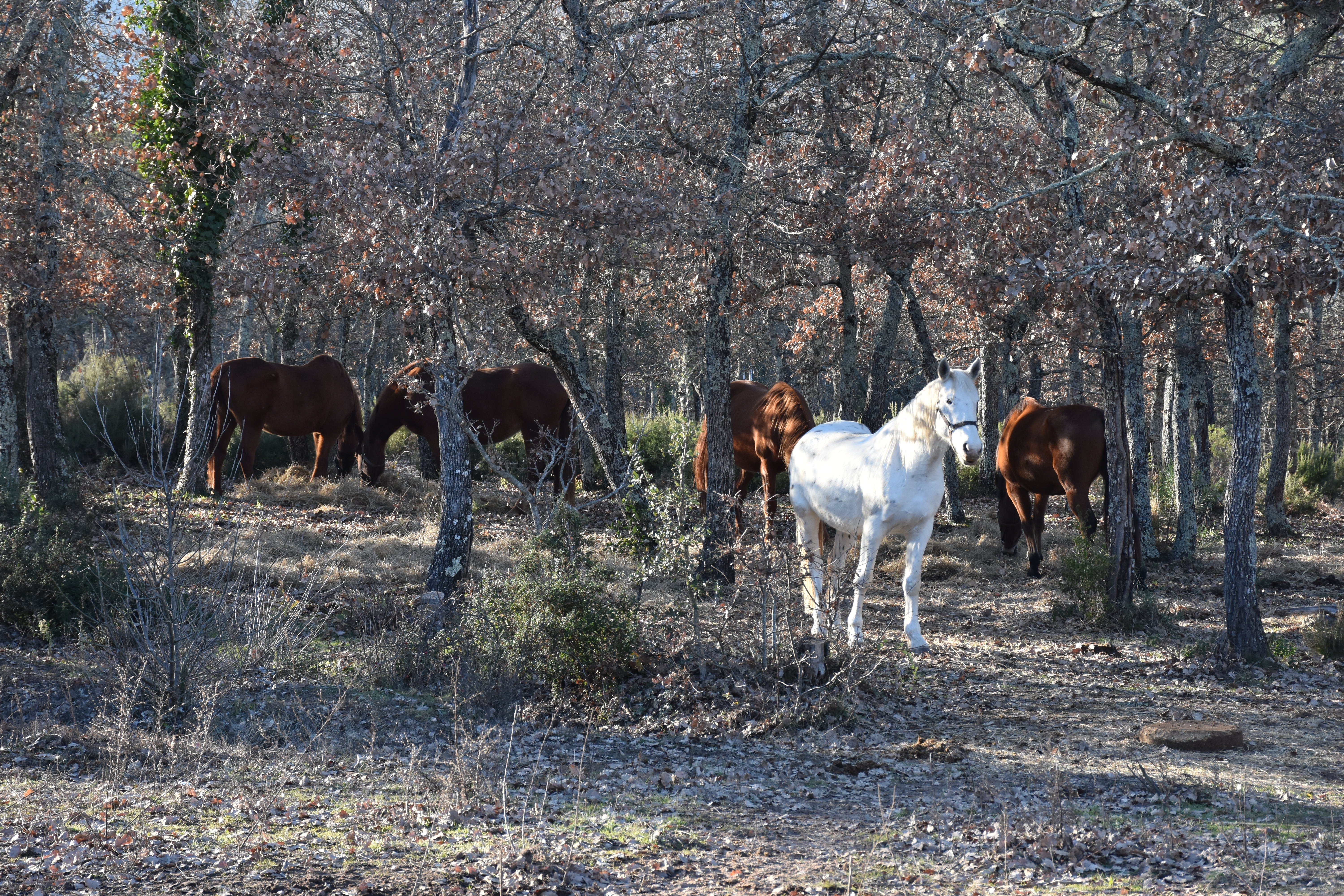 L’automne de tous les amours