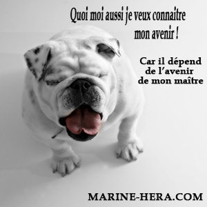 Animal de compagnie